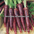 Hybird F1 Chinese Black Carrot Seeds For Sale